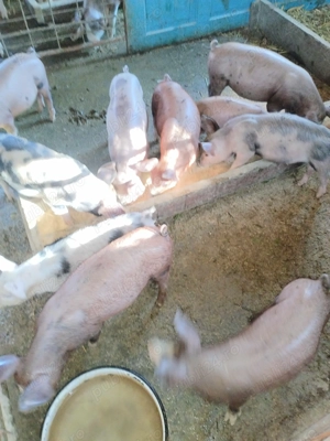 Vand purcei  - imagine 3