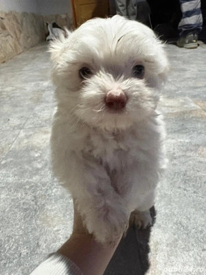 Puiuți Bichon Maltez - imagine 5