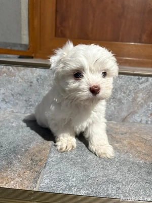 Puiuți Bichon Maltez - imagine 3