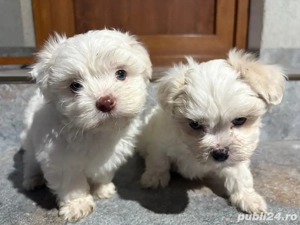 Puiuți Bichon Maltez