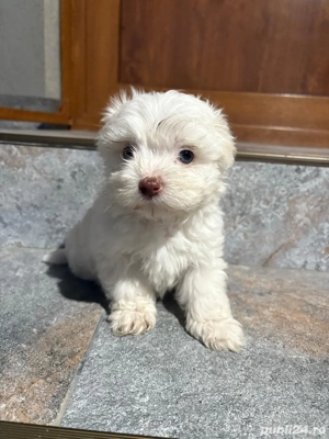 Puiuți Bichon Maltez - imagine 4