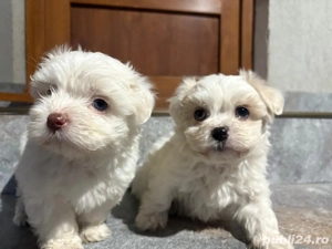 Puiuți Bichon Maltez - imagine 2