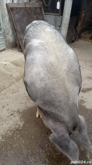 De vânzare purcea pietrain 200-250 kg  - imagine 3