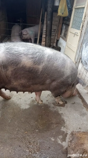 De vânzare purcea pietrain 200-250 kg 