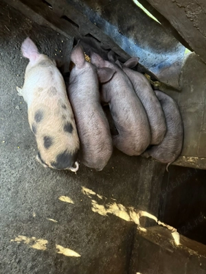 Purcei de vânzare  - imagine 2