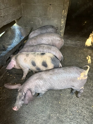 Purcei de vânzare  - imagine 4