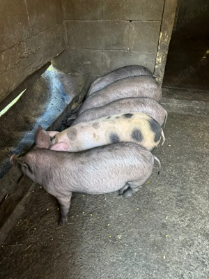 Purcei de vânzare  - imagine 5