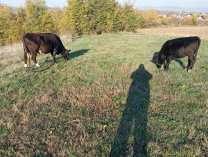 Vaca si vitea   - imagine 2