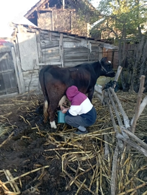 Vaca si vitea   - imagine 3