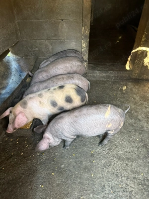 Purcei de vânzare  - imagine 3