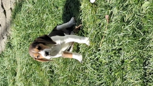 Beagle tricolor  - imagine 2