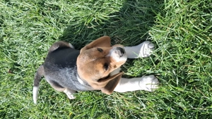 Beagle tricolor  - imagine 4