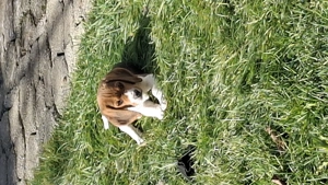 Beagle tricolor  - imagine 3