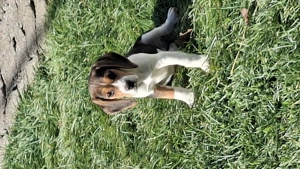 Beagle tricolor 