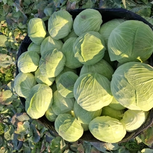 Vând varză de toamnă Beverly Hills 