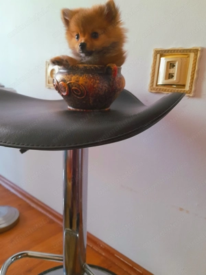 Pomeranian de vinzare