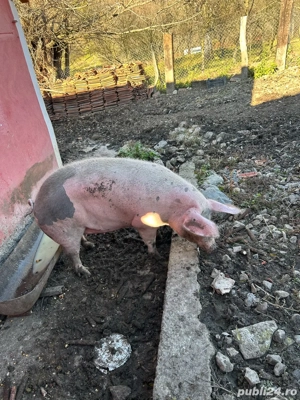 vand scroafe de carne  - imagine 5