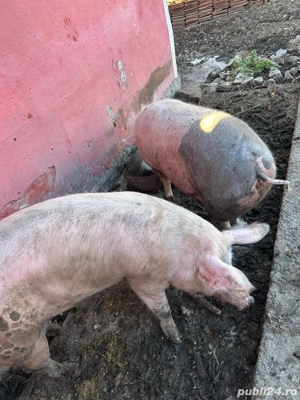 vand scroafe de carne  - imagine 2
