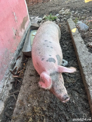 vand scroafe de carne  - imagine 3
