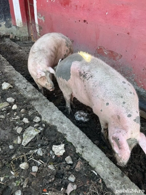 vand scroafe de carne  - imagine 4