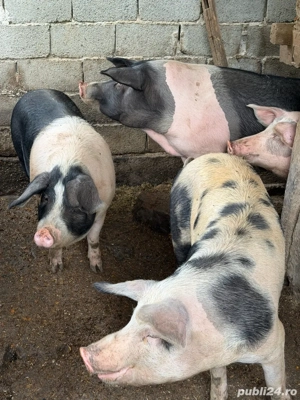 vand ce se vede in poza - imagine 5