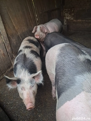 vand ce se vede in poza - imagine 3