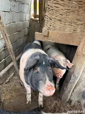 vand ce se vede in poza - imagine 4