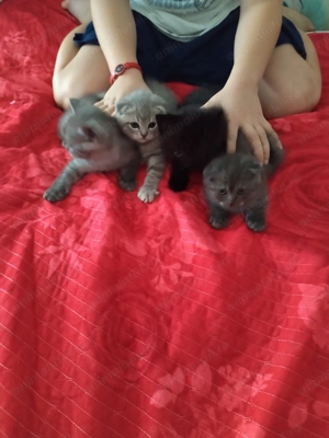 Vând puiuții rasa British Shortish 