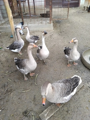 ....Gâște 