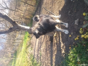 Câine Ciobănesc  - imagine 2