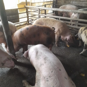 Porci de vanzare 