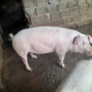 Porci de țară de la 140 la 350 kg 