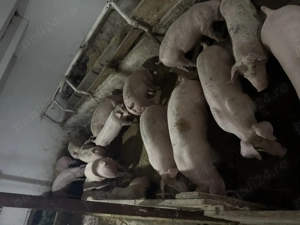 Porci de carne - imagine 2