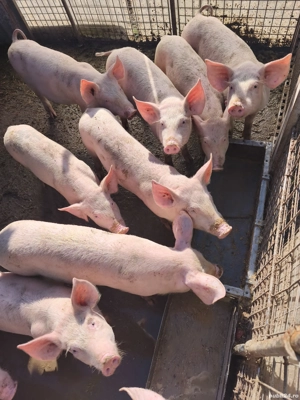 Purcei de vanzare, cei interesati contact in descriere! - imagine 3