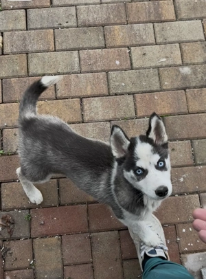  husky cu ochii albaștrii 