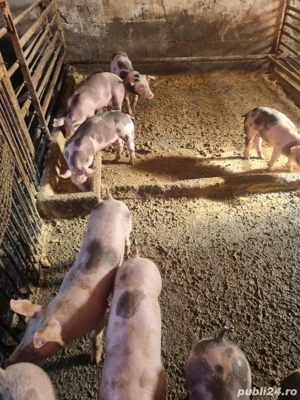 Vand purcei - imagine 5