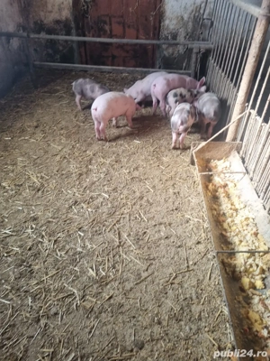 Vand purcei - imagine 3