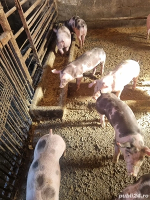 Vand purcei - imagine 4