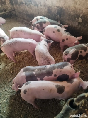 Vand purcei - imagine 2