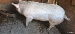 scroafa de vânzare 200 kg +