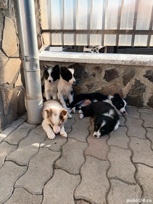 Border Collie  - imagine 4