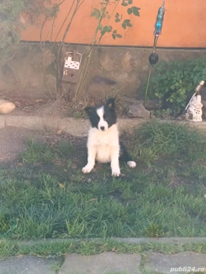 Border Collie  - imagine 3