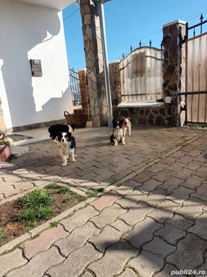 Border Collie  - imagine 5