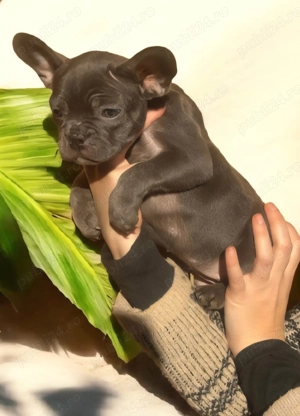 Bulldog Francez Blue Femela