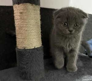 Pui scotish fold  - imagine 2