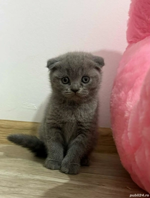 Pui scotish fold  - imagine 3