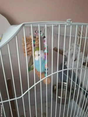 donez papagal forpus si perus - imagine 2