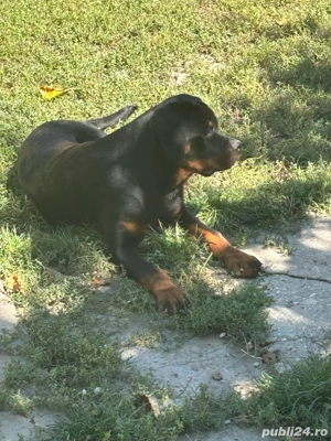 vand femela rottweiler - imagine 3