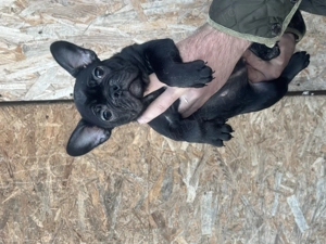 Bulldog Francez femela - imagine 2