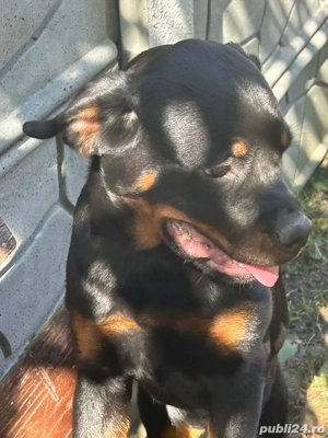 vand femela rottweiler - imagine 2